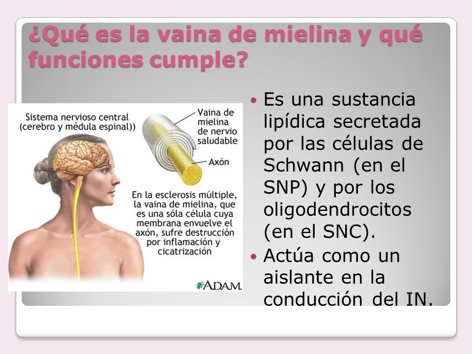 Que funcion cumple la vaina de mielina